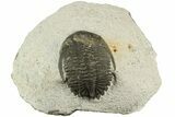 Bargain, Hollardops Trilobite - Visible Eye Facets #186637-4
